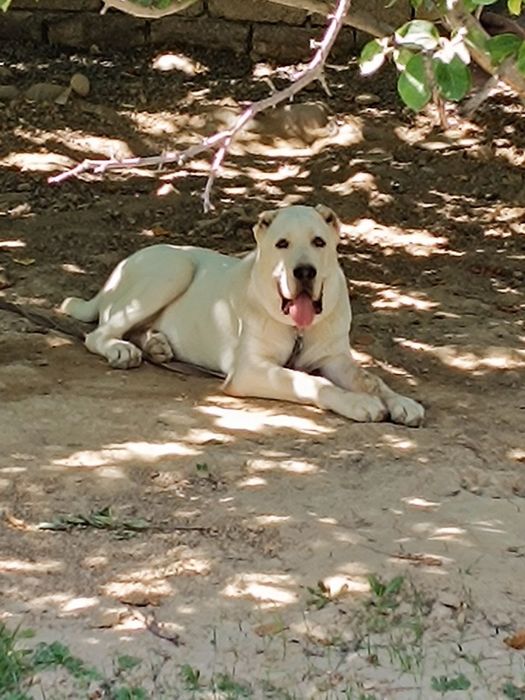 Turkman alabay sotlad