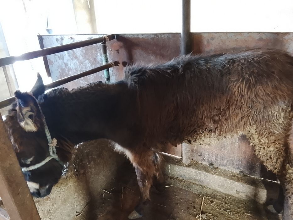 Продаётся ишак за 15000 тг