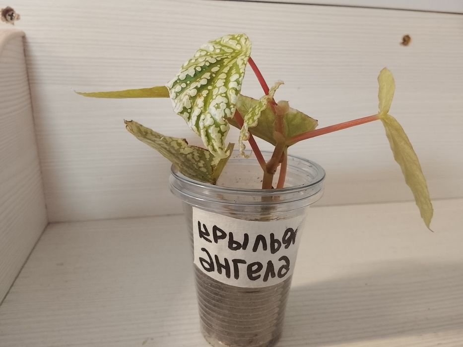 Сортовые бегонии