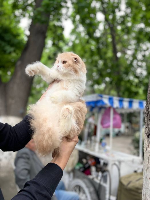 Scottish fold Bicolor Qiz