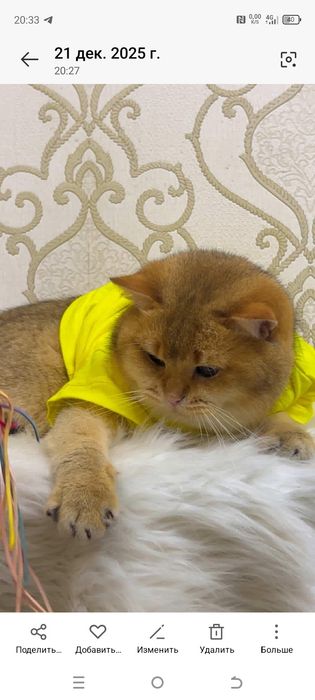 Вязка .Золотая шиншилла!