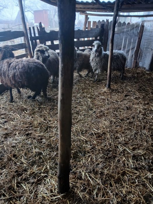 Vând 4 cârlani și 4 oi