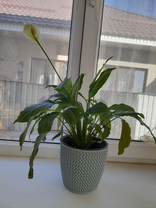 Айел бакыты гулин сатамын,  2еуи де гулдеп тур