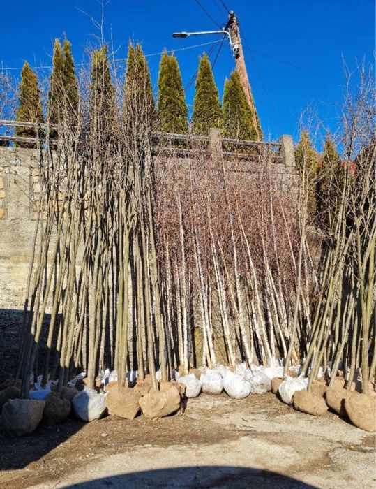 Copacii ornamentali 3m - 7m livram oriunde in tara