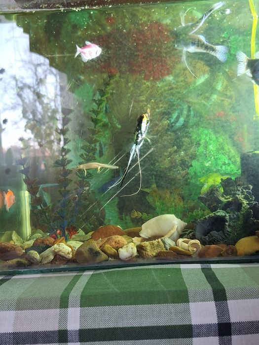 Продам аквариум с рыбками