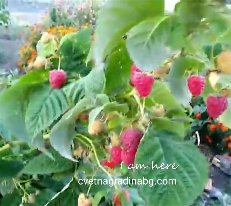 Малини-ранен сорт Виламет