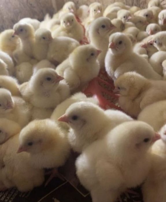 Бролеры 720 тенге