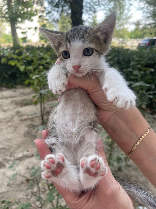 Отдам котенка в добрые руки мальчик