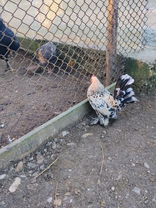 Schimb ce se vede ân poze