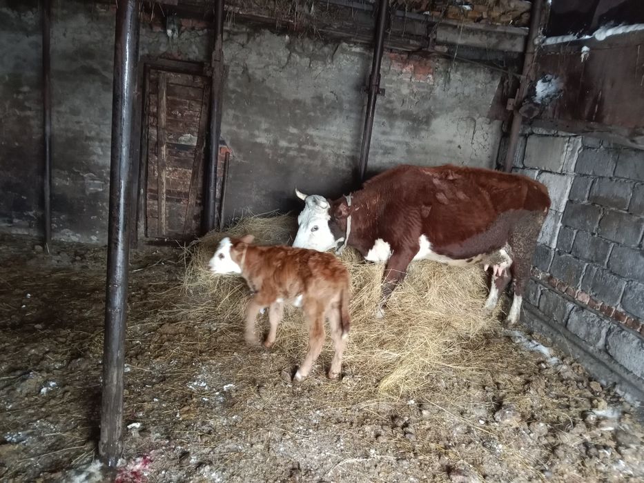 Продам корову с теленком