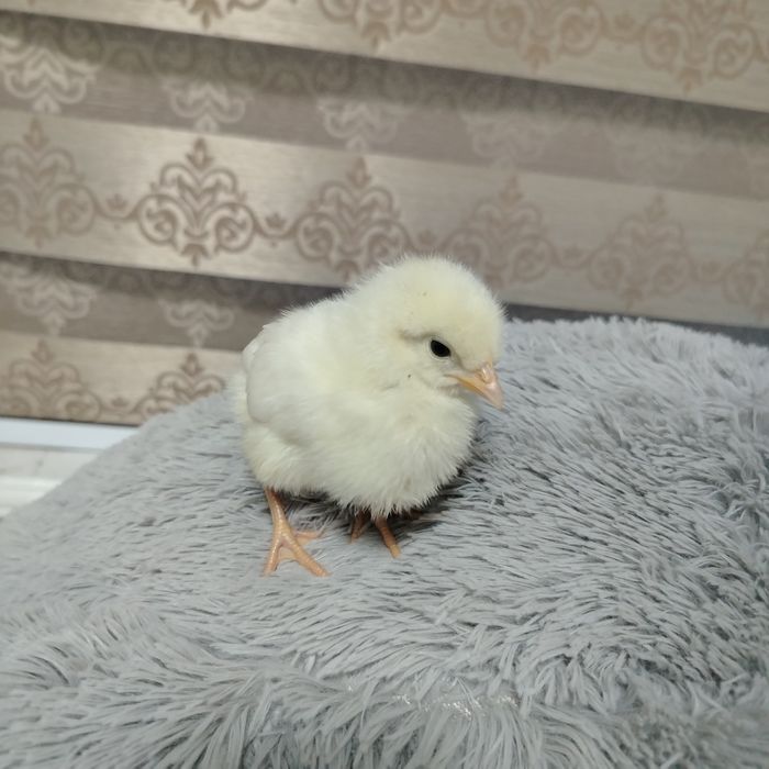 Домашний жужачала бор