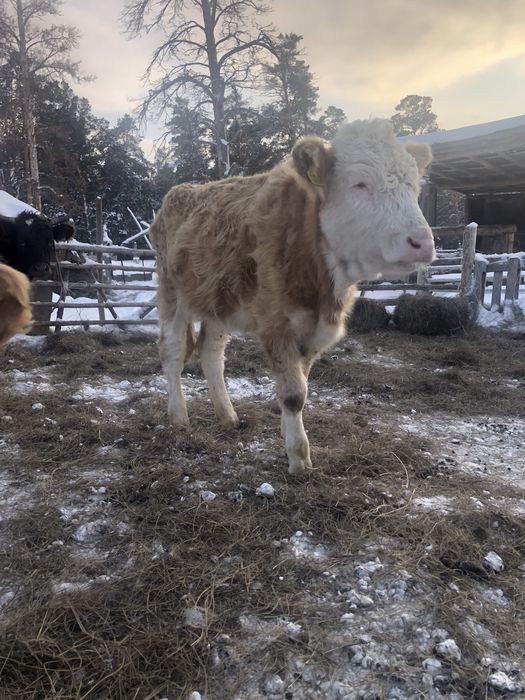 1жасар торпактар 1еркек 2ургашы