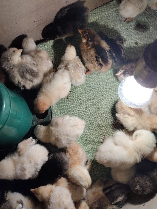 Продам цыплят кучинки
