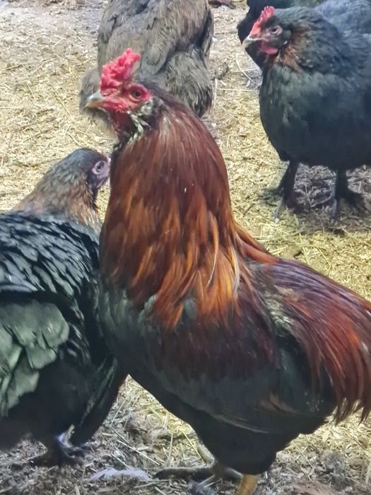 Свободни Млади Петли