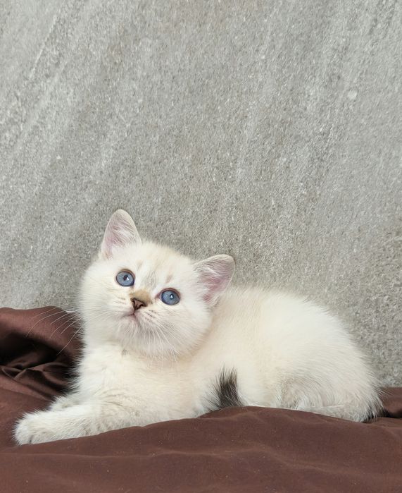 британский котёнок