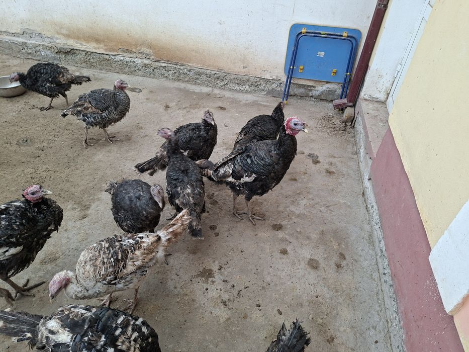 Домашний  индюклар сотилади нархи 350.000 минг