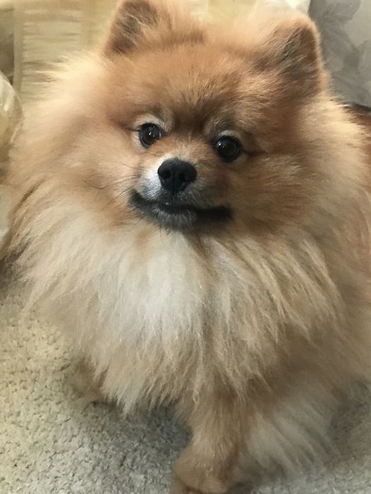 Вязка кобель шпиц