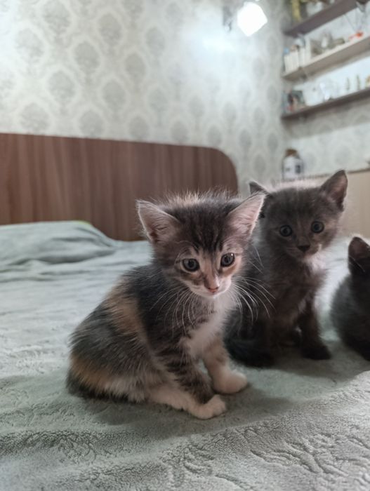 Отдам котят в добрые руки