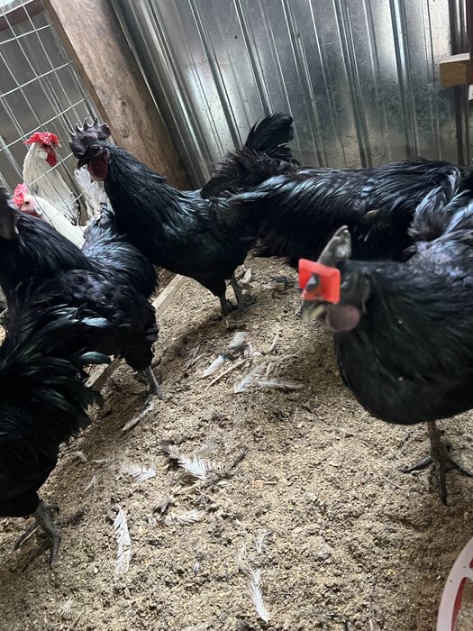 Vand cocosi de Ayan Cemani