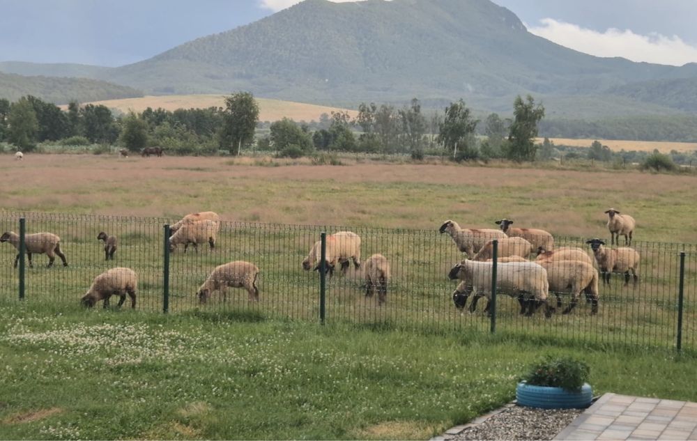 Oi de vanzare  mai multe detali la nr de tel