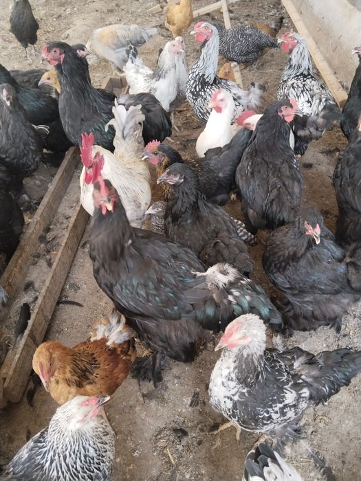 Продам курей пародистые кохинхин