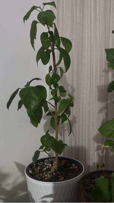 Уй гулдери сатылады