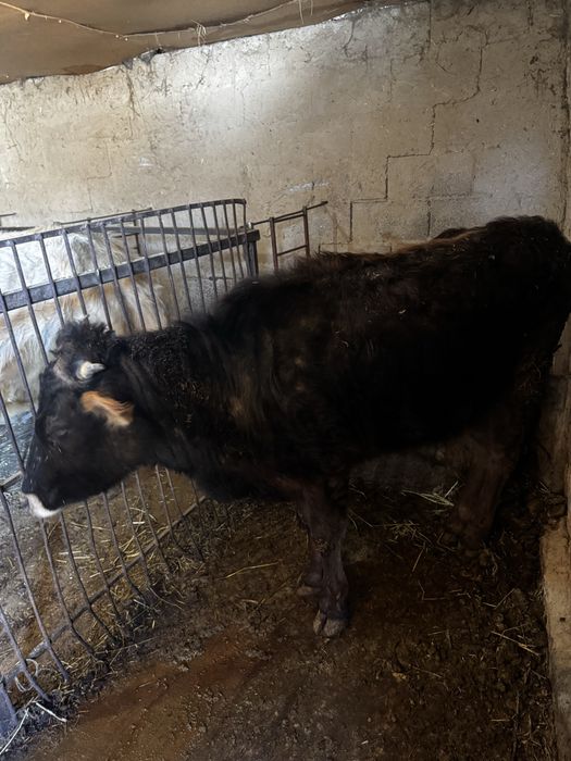 Продам телочку 2 года