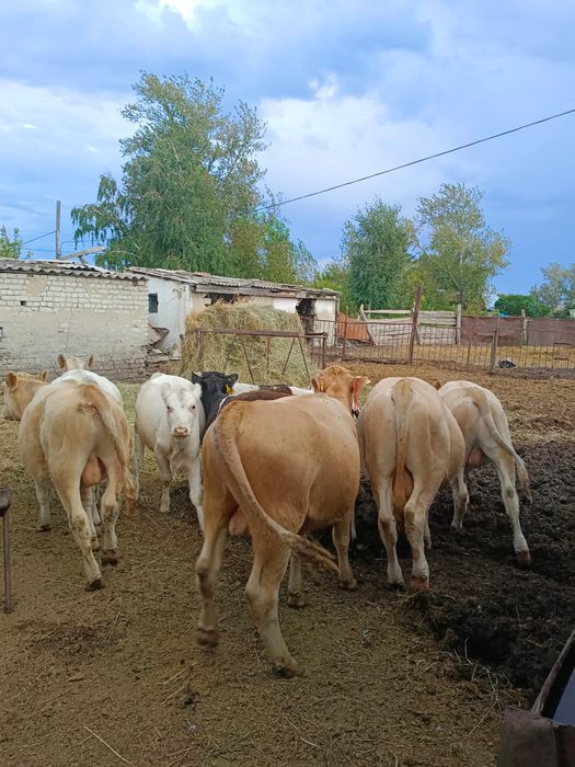 Продам телят на доращивание