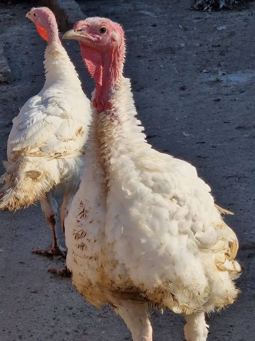 Pasari de curte disponibile,în viu și taiate