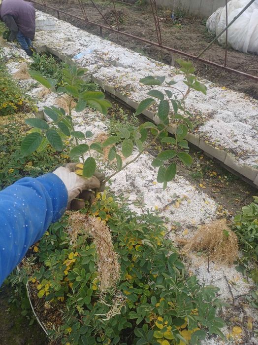 Разсад Роза Дамасцена