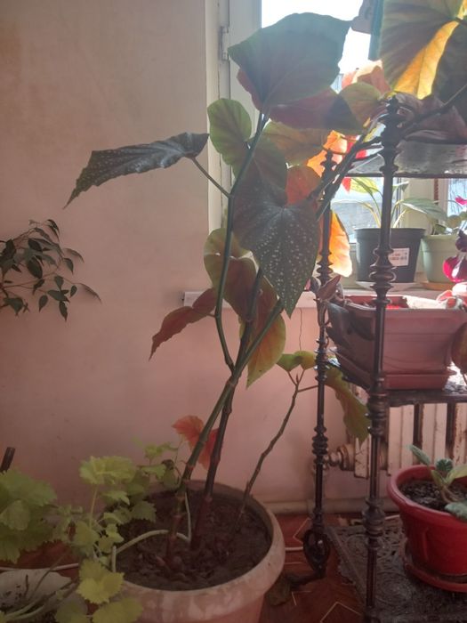 Комнатные цветы большие