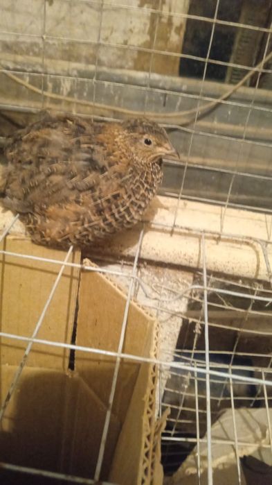 Продам перепелов несушек