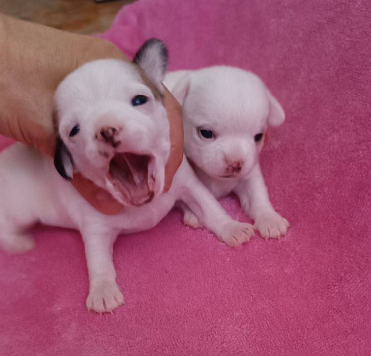 Девочка чихуахуа белая