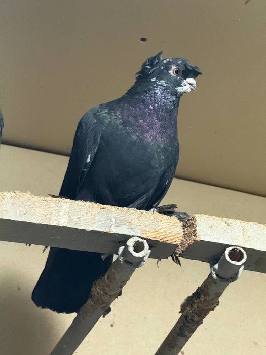 Каптарла сотилади кабутар, kaptar kabutar, голубь