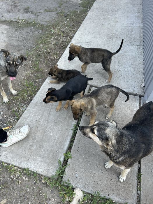 Күшіктерды тегін беремын. Отдам даром щенков