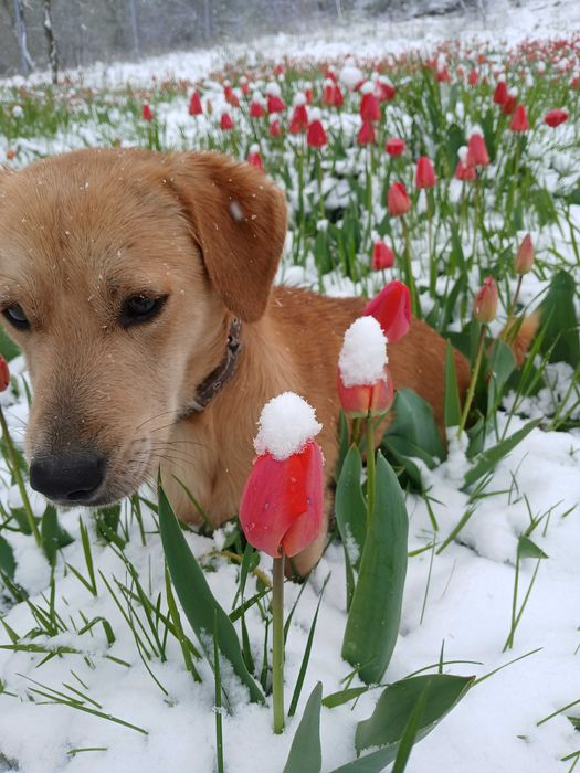 Подарявам мъжко куче