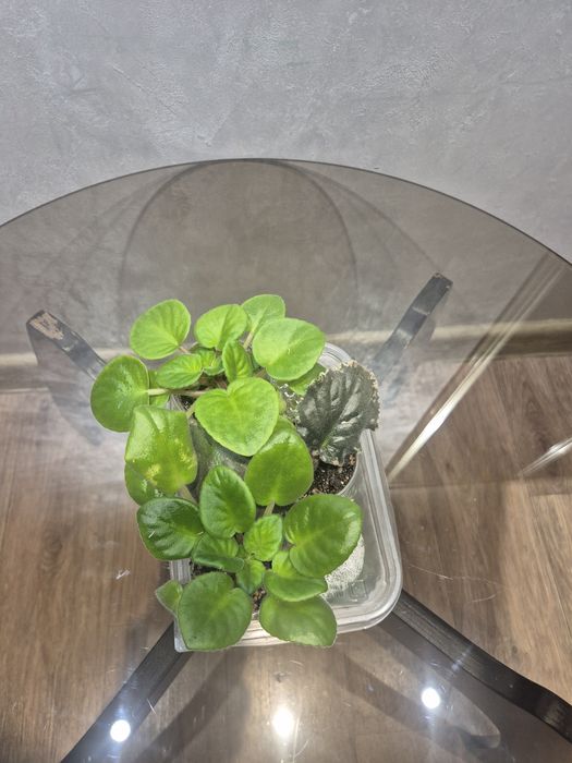 Комнатные растения