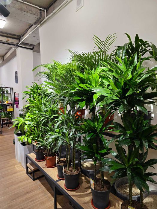 Магазин комнатных растений в центре города с большим ассортиментом