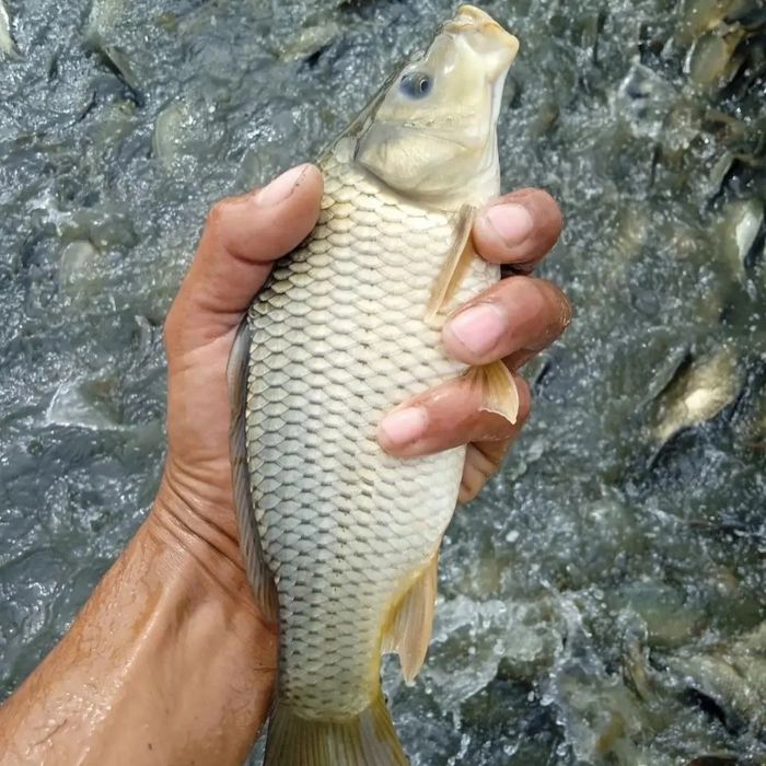 Баликлар Бор Сазан боқиш учун тайёр рыби оптом Даставка бор