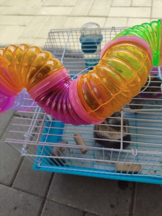 Vând 7 Hamsteri  +1 pui