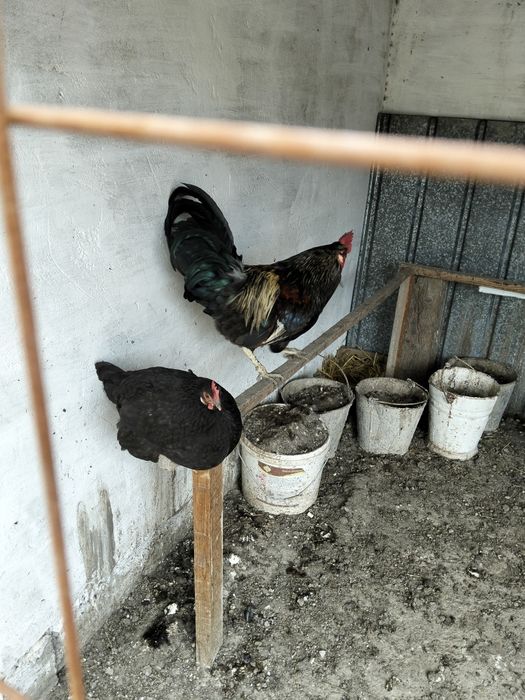 Тауық Қораз сатылады