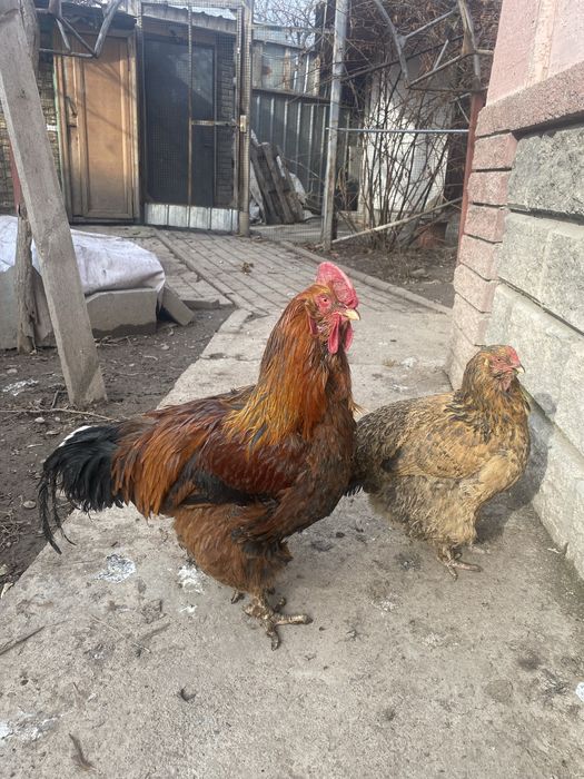 Петух пародистый