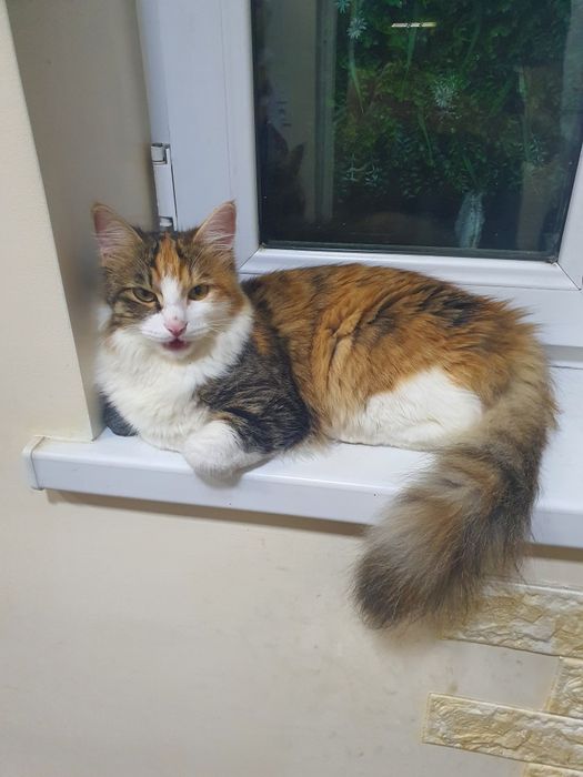 Отдадим даром котёнка