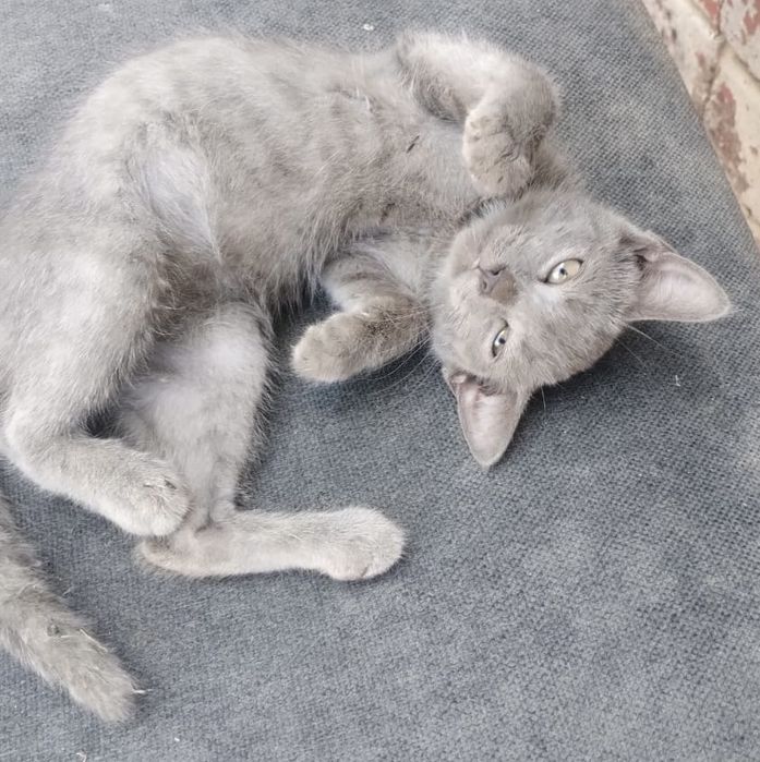 Котенок девочка ищет дом