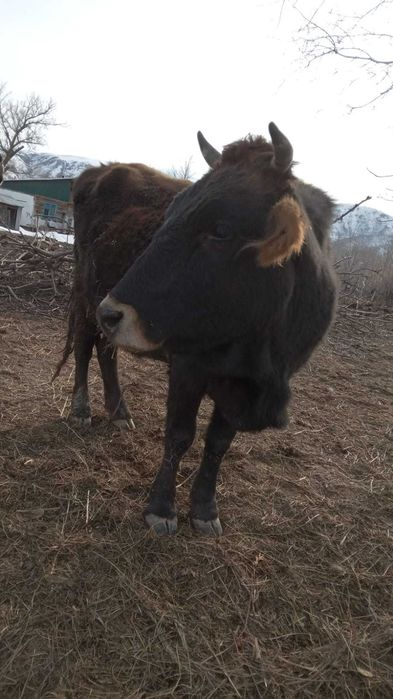 Сиыр сатылады, продам корову. Буаз