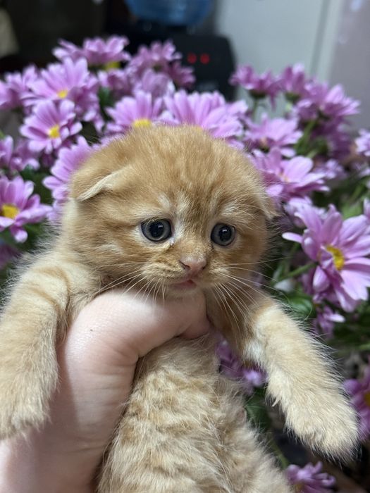 Шотландский вислоухий рыжий котёнок, 1.5 месяца