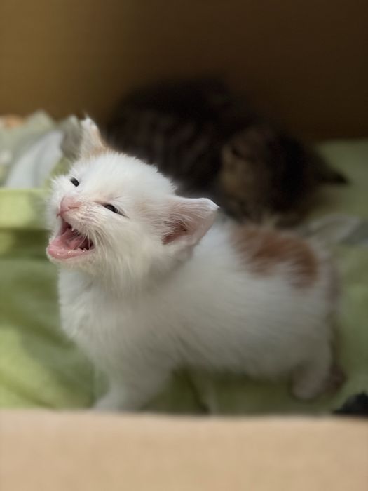 Подарявам котенца