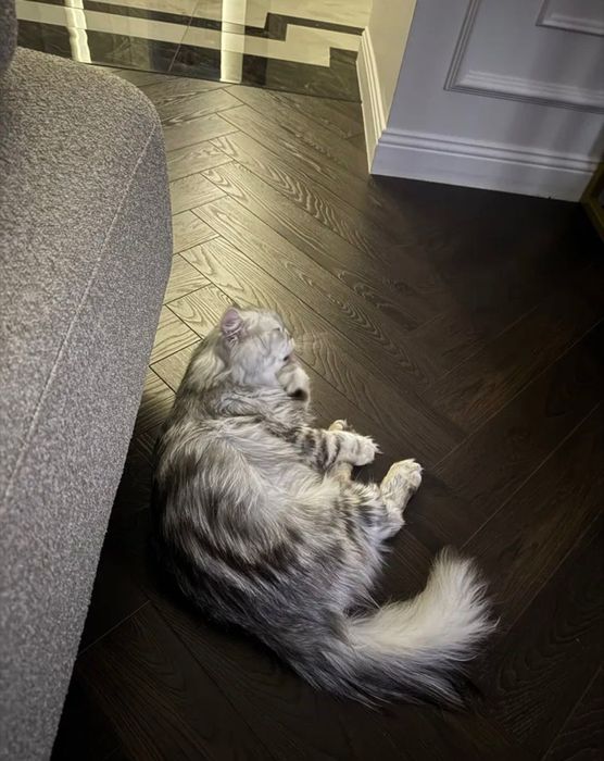 Отдам кота скотиш страйт