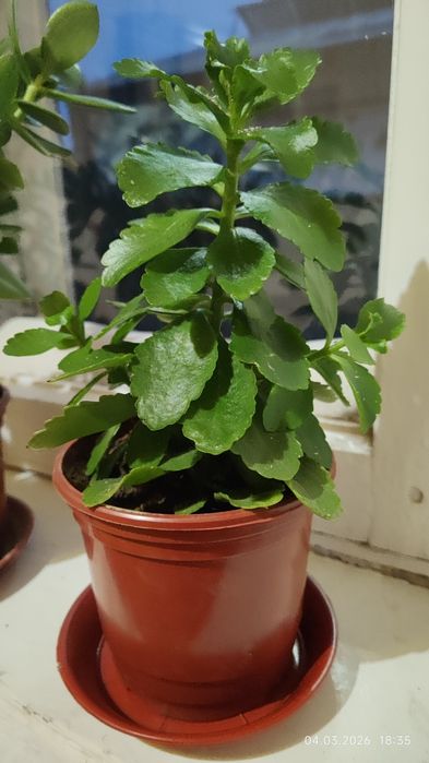 Каланхоэ розовый.