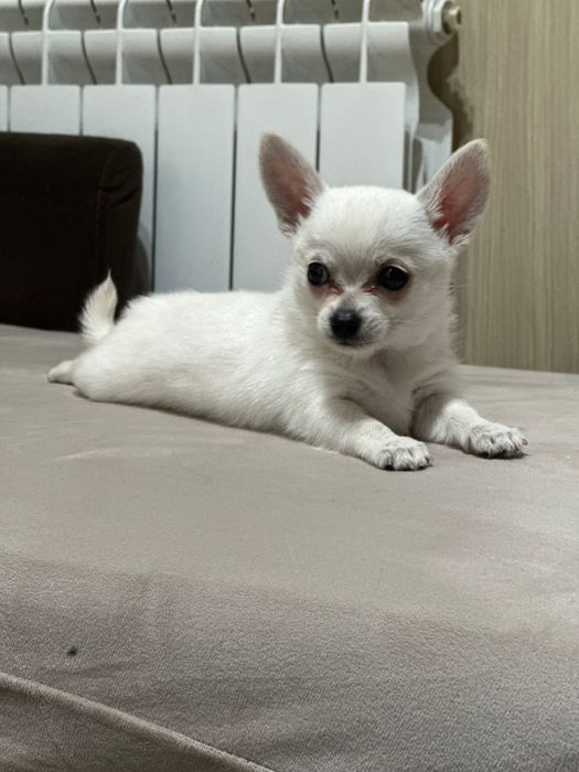 Миниатюрно Мъжко Чихуахуа